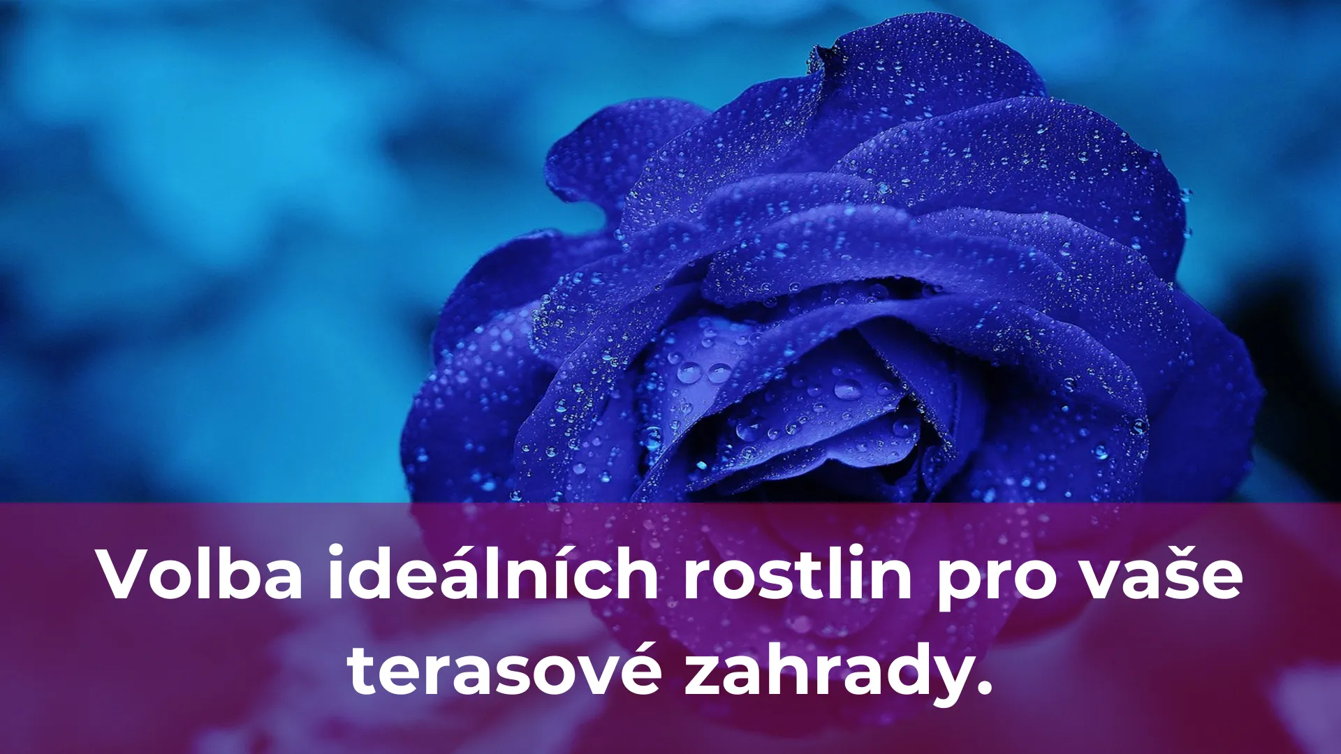 Volba ideálních rostlin pro vaše terasové zahrady